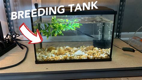 How To Make An Easy Minnow Breeding Tank Youtube
