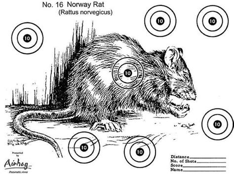 Be sure to check out this and many other free printable targets at targets4free.com! funny targets - Google Search | targets | Pinterest ...