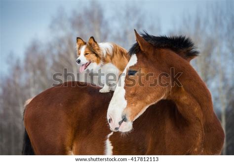Draft Horse Red Border Collie Dog Stock Photo Edit Now 417812113