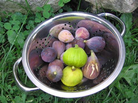 Intro To Growing Figs In Cold Climates — Food Garden Life