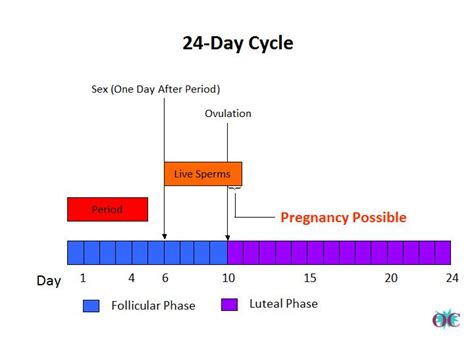 Can You Get Pregnant After Ovulation Occurs