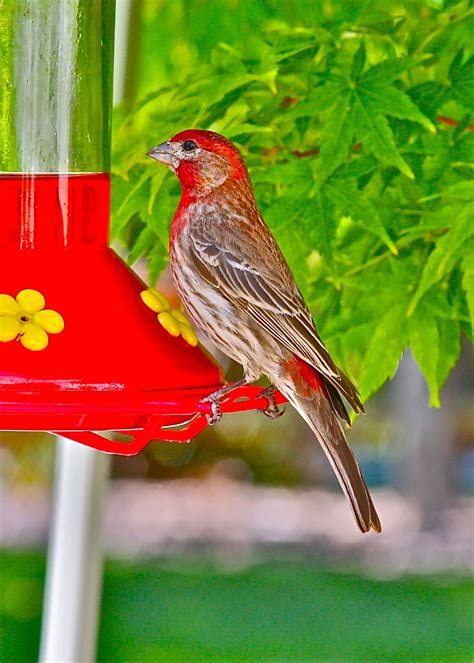 Check spelling or type a new query. Finch eating Hummingbird food! | Hummingbird food, Birds, Bird