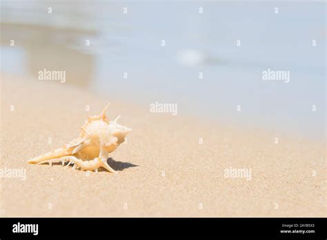 White Sea Shell On Sand Beach Stock Photo Alamy