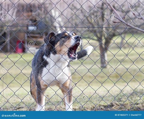 Dog Behind A Fence Shelter Royalty Free Stock Photography