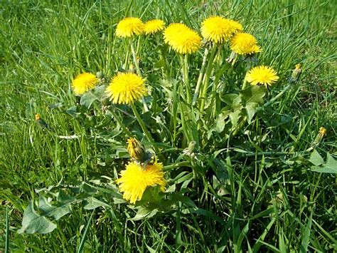 Durch die bitterstoffe regt löwenzahn den stoffwechsel an. Löwenzahn; Blumenbilder; Nahaufnahmen; Foto