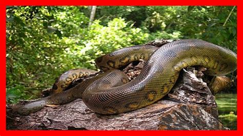 La Anaconda La Serpiente Mas Grande Del Mundo Imgenes