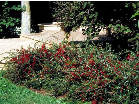 Most shrubs can be pruned back when they go dormant in late autumn, except for evergreens, lilacs and weigela. 17 Low-Maintenance Plants and Dwarf Shrubs | DIY