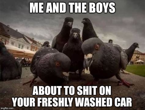 Pigeons Memes Imgflip