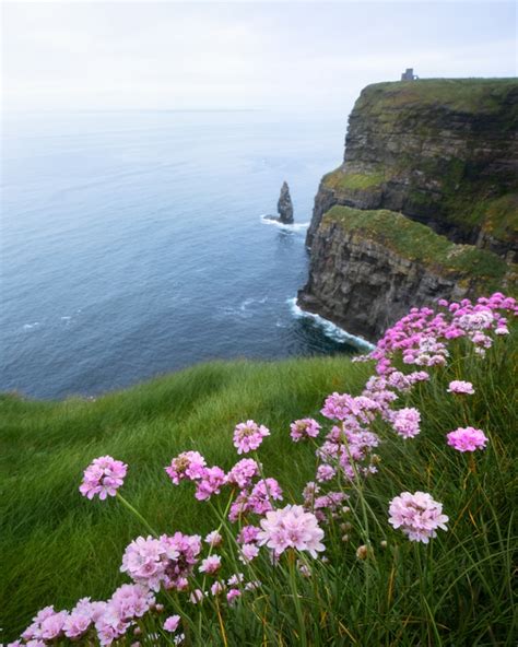 Flowers Blooming All Over The Cliffs Of Moher Ireland Photorator