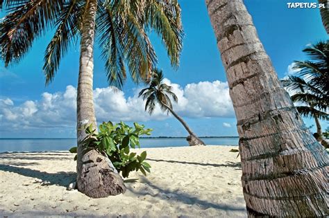 Ocean Plaża Palmy Tropik