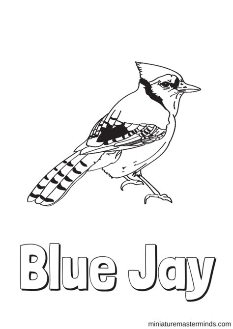 bluejay coloring page