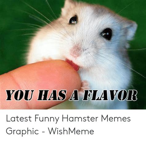Funny Hamster Profile Pictures