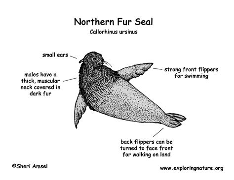 Seal Northern Fur