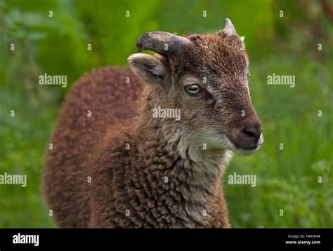 Rare Breed Castlemilk Moorit Sheep Stock Photo Alamy