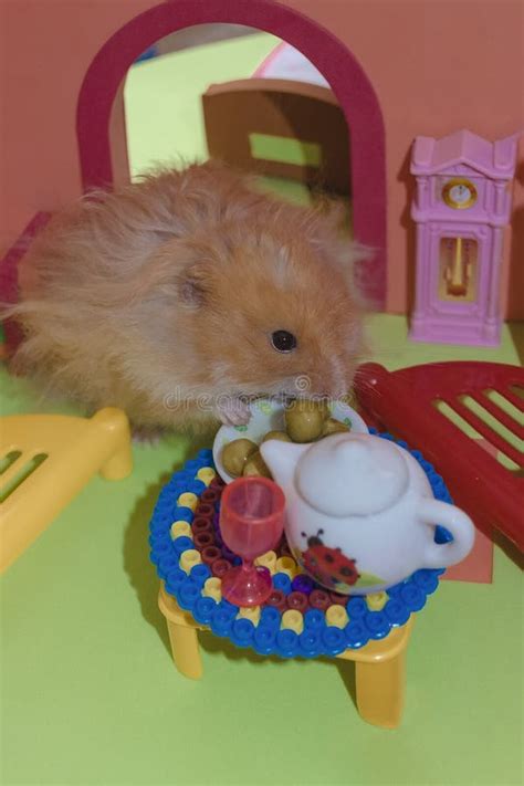 Cute Fluffy Light Brown Hamster Eats Peas At The Table In His House