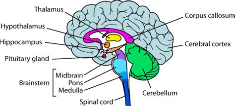Parts of the brain labeling worksheets human brain and nervous system ks1 and ks2 brain and nervous is one of the. Parts of the Brain | Ask A Biologist