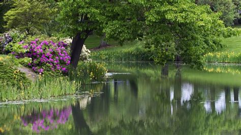 Beautiful Pond Flowers Wallpaper Download Full Free High Size