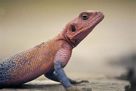 Agama Lizard In Kenya Photograph By Carl Purcell