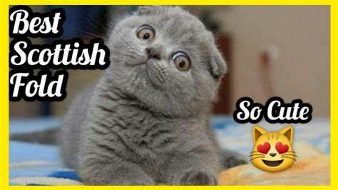 Cute Scottish Fold Cat Compilation Kitten Scottish Fold Cats Funny