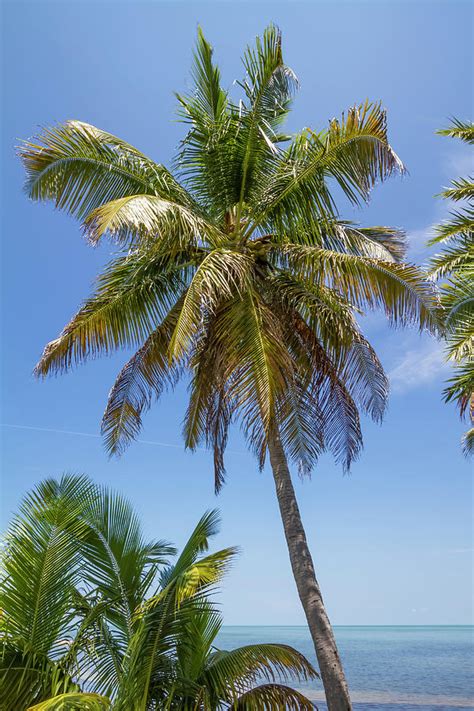 Florida Keys Palm Tree Ocean View Photograph By Melanie Viola Fine