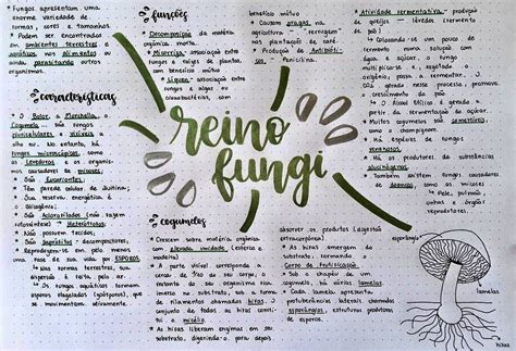 Mapa Mental Sobre Reino Fungi Study Maps