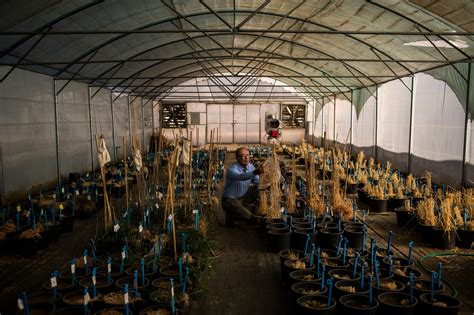Are you as excited to read, as we are, to share about the best seedbanks with you? How a Seed Bank, Almost Lost in Syria's War, Could Help ...