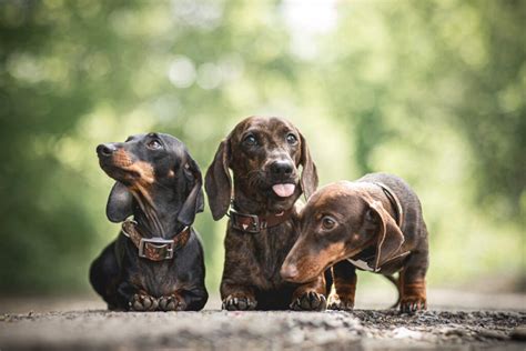 Dachshund Breeders Kc Registered Dachshund Perfect Pooches
