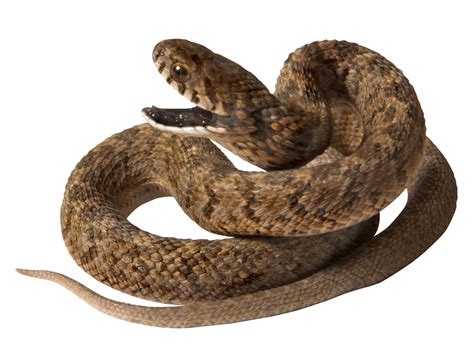 Brown Snake Png Image Purepng Free Transparent Cc0 Png Image Library