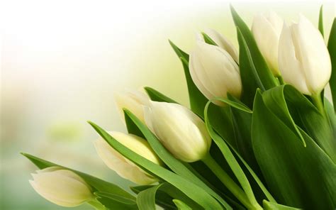 Bộ Sưu Tập Hình Nền Hoa Tulip Cực Chất Full 4k Với Hơn 999 Mẫu Hình Nền