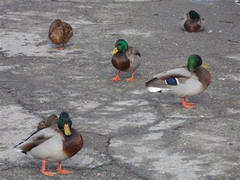 Ducks In Cranbrook Mall Parking Lot Causing Problems Cbc News