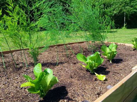 Zunächst einmal sei gesagt, dass es mit dem eigenanbau von spargel. Grüner Spargel im Hochbeet anbauen / Spargelbeet anlegen ...