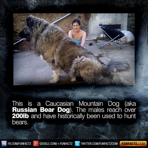Introducing The Humongous Russian Bear Dog