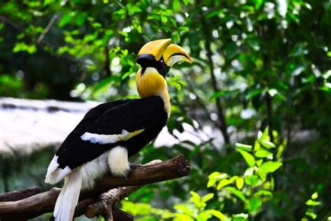 Indonesia's rainforests are home to some of the highest levels of biological diversity in the world. Borneo Rainforest Animals | out of all the islands in the ...