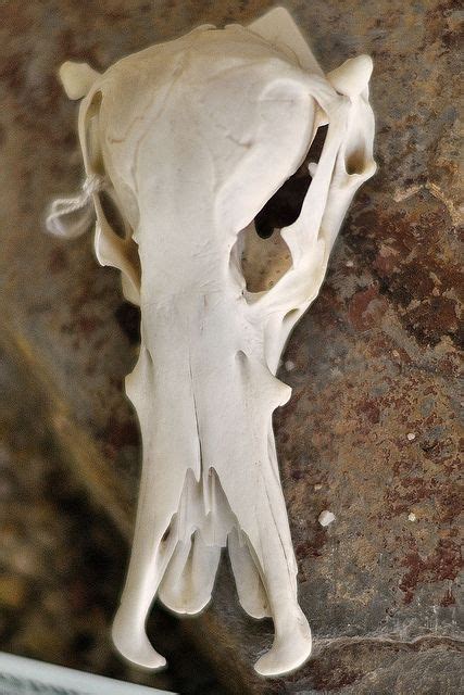 13 Interesting Animal Skulls Animal Skeletons Animal Skulls Animal