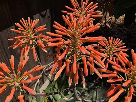 Starter Plants Of Africa Aloe Aloe Saponaria Bare Root Plants