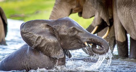 Botswana Lifts 5 Year Ban On Hunting Elephants Ecowatch