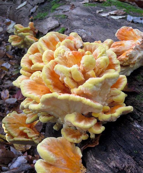Top 16 Edible Mushrooms In New England