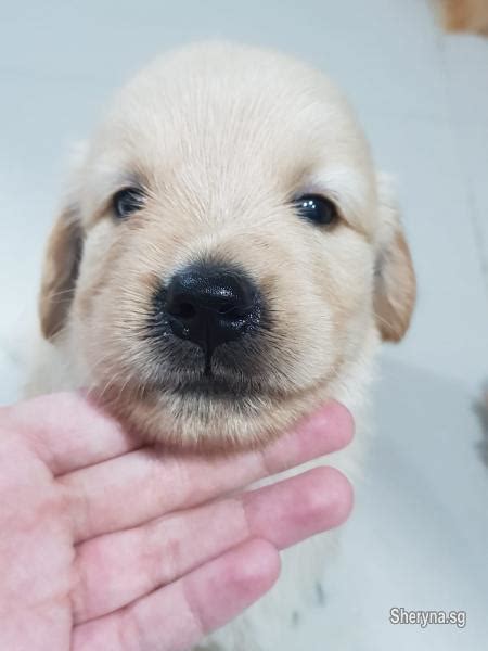 Cute Golden Retriever Puppies For Sale Singapore Photo 3