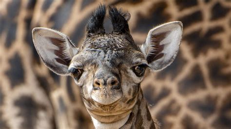 A New Baby Giraffe Was Just Born At Disneys Animal Kingdom