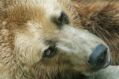 Portrait Of A Grizzly Bear Stock Photo Image Of Snout 237514344