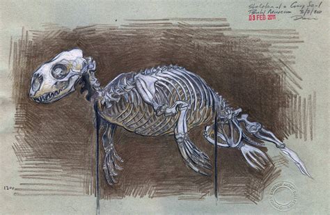 Seal Skeleton Pencil Study Bristol Museum 2011 Uk Artist Duncan