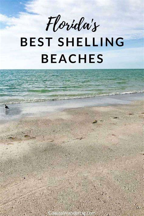 The 10 Best Shelling Beaches In Florida Coastal Wandering