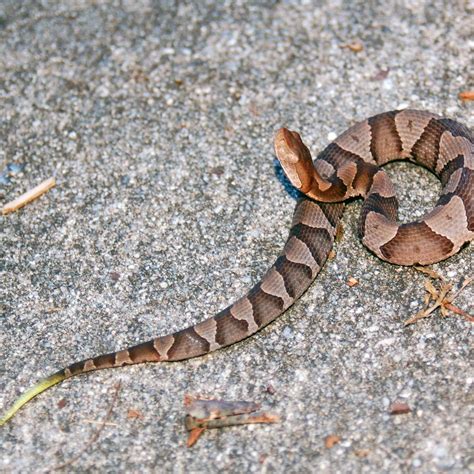 You Could See More Copperheads Because Its Cicada Season Raleigh