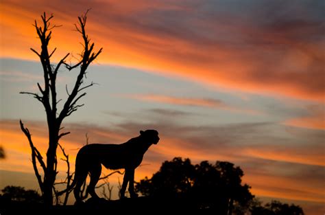 The Week In Pictures 227 Londolozi Blog