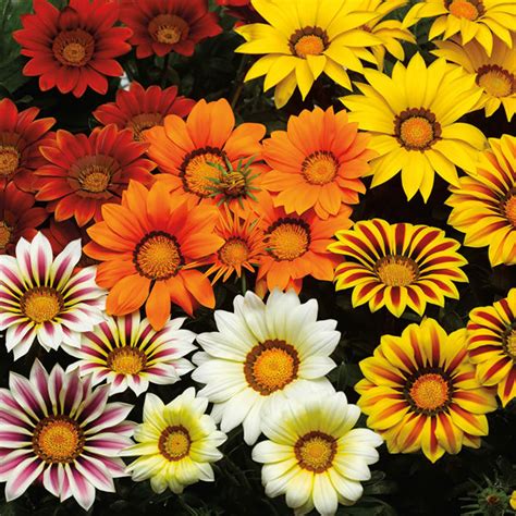 I purchased a package of seeds and planted them. Gazania Seeds - 7 Top Gazanias - Annual Flower Seeds