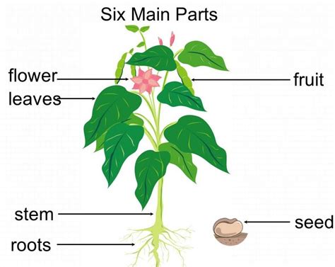Parts Of A Plant Plant World Science Quiz Quizizz