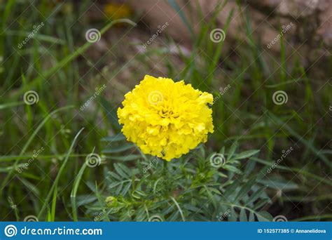 Flower Bright Yellow Wild Mountain Flower Stock Image Image Of