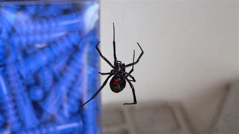 Venomous Danger Black Widow Poisonous Spider Laminated Poster Print