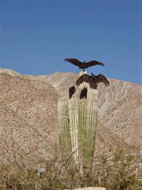 To bring house plants into california, they must be: The Saguaro Cactus And Its Greedy Guests ~ Kuriositas