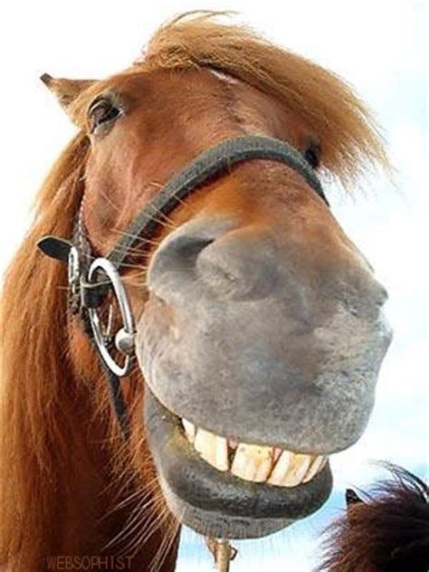 Pin By Joseph Ramiro Macias Perez On Smile Funny Horse Pictures